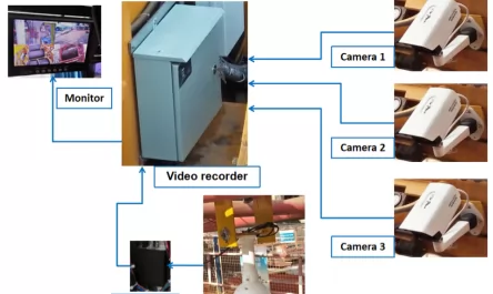 Sistema de cámara de visión de carga para grúa torre